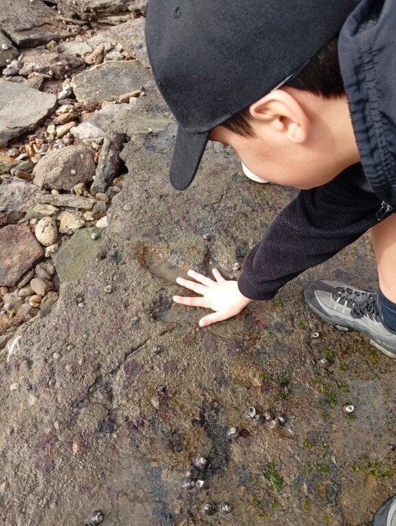 Sur les traces des dinosaures en CM1 CM2 !