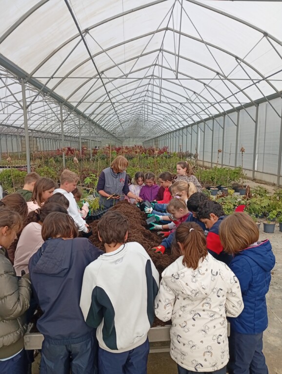 Rempotage de palmiers à la pépinière Boutin (CE2 CM1 CM2)